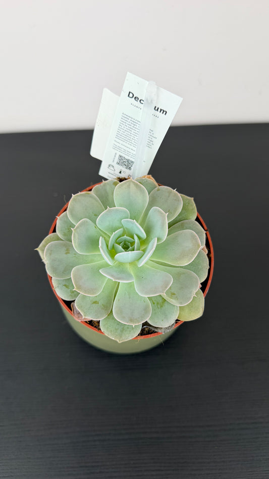 Echeveria 5