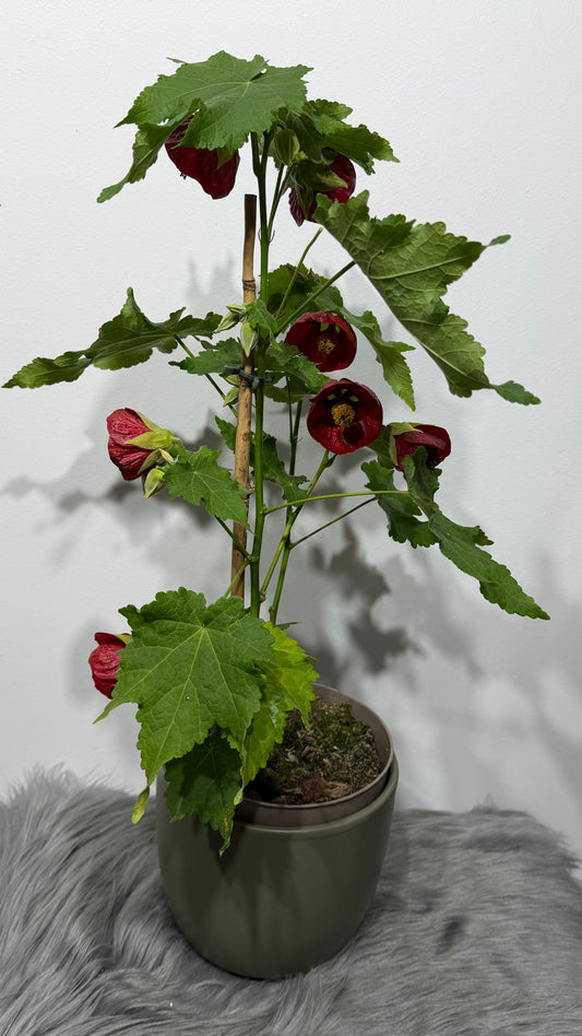Abutilon Red