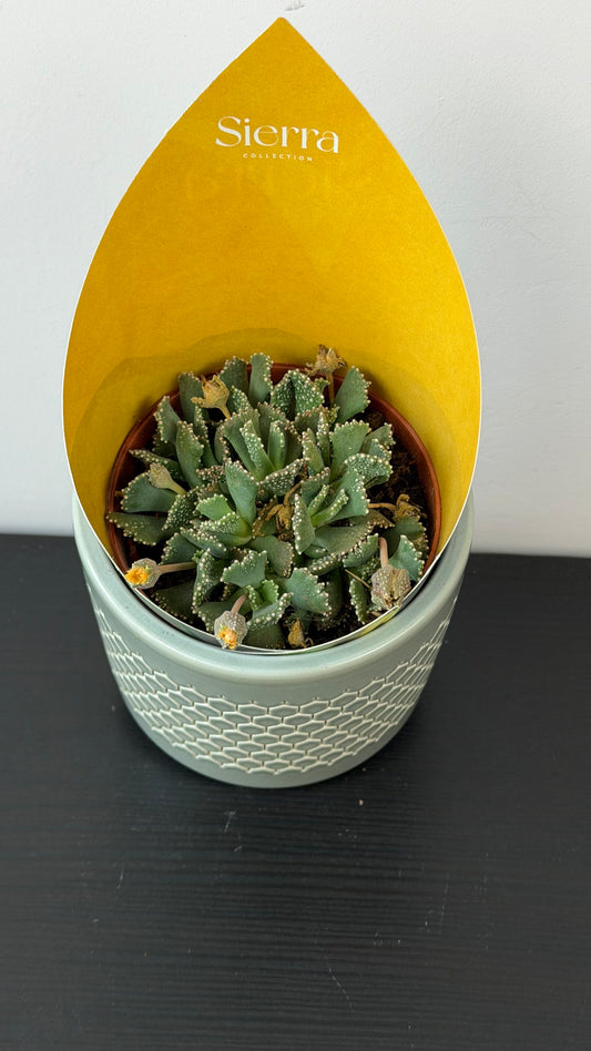 Lithops 1
