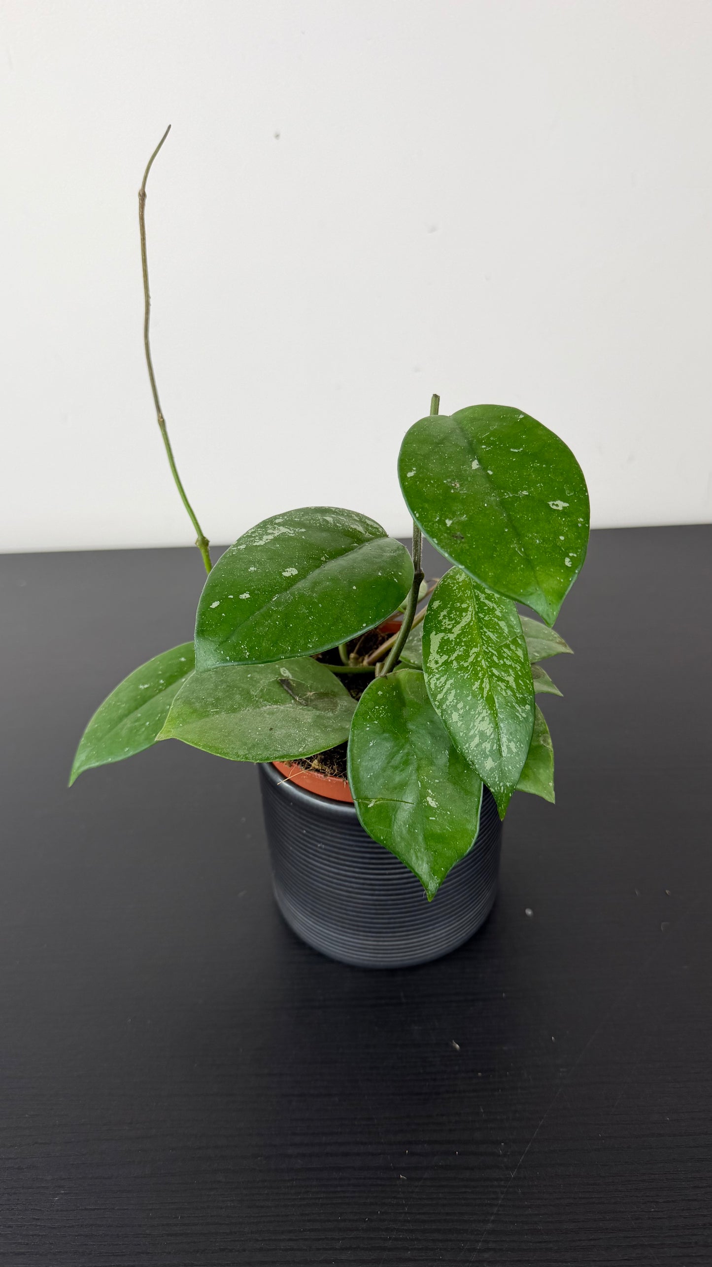 Hoya Freckles Splash