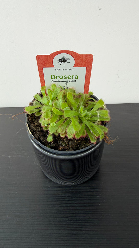Drosera Aliciae
