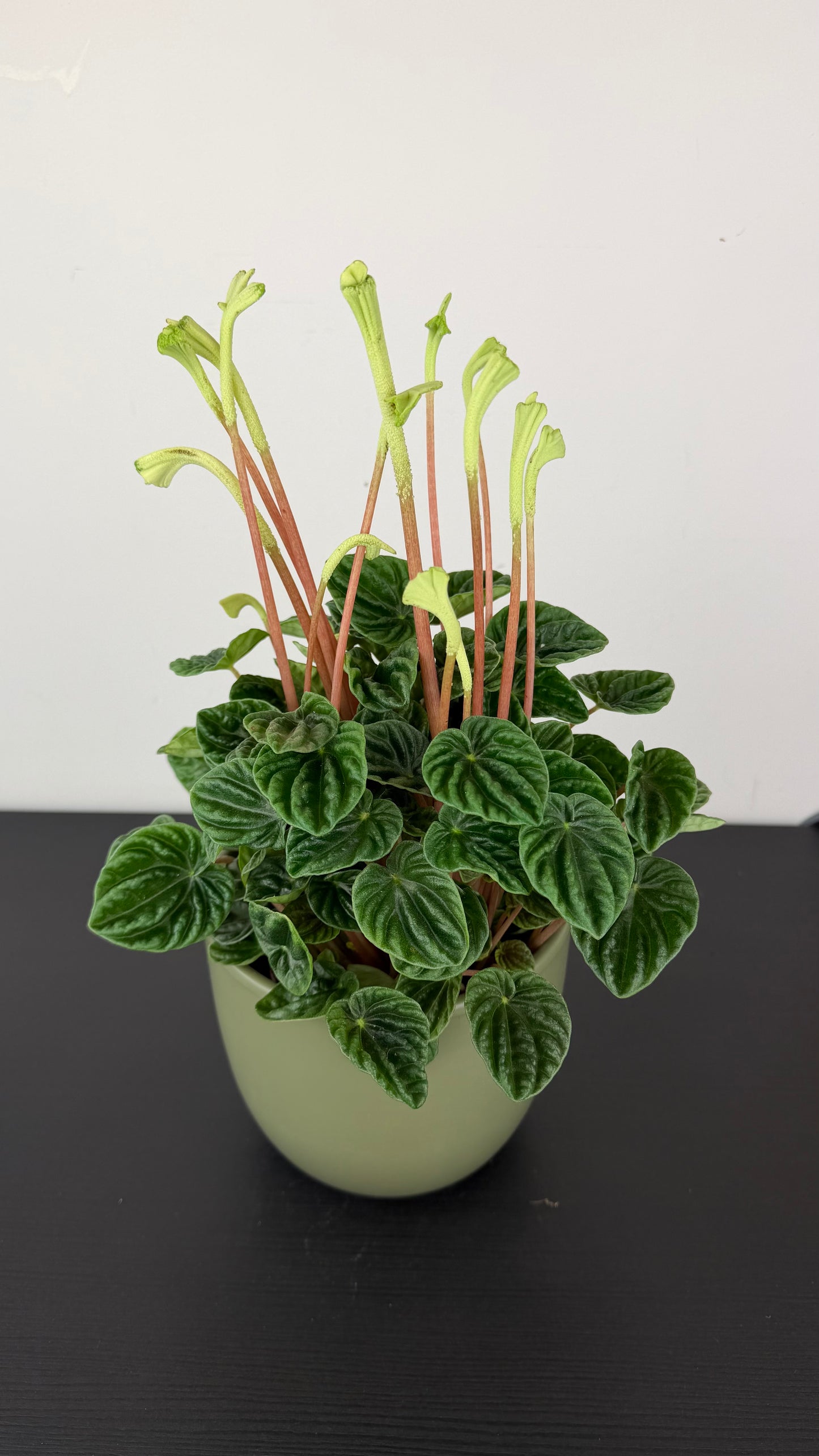 Peperomia Lilian