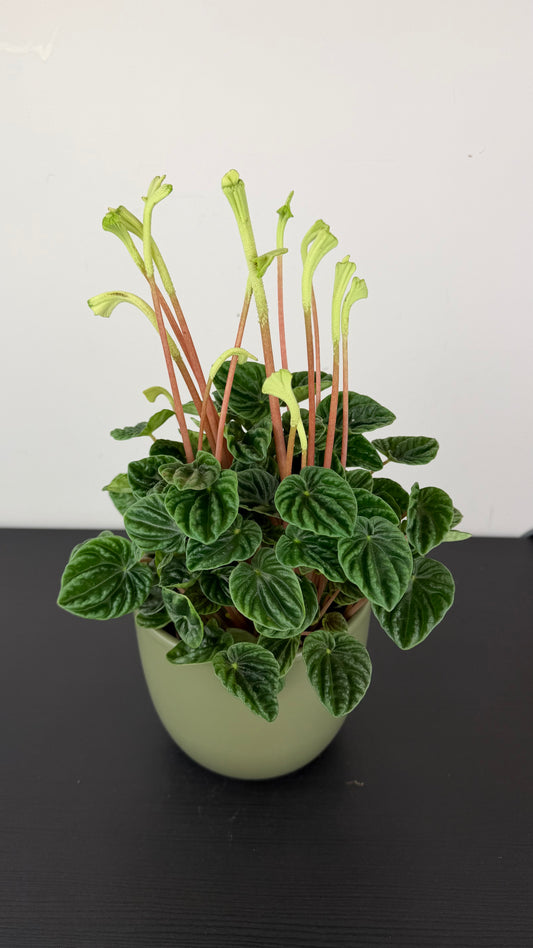 Peperomia Lilian