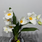 Orhideja Miltoniopsis 2
