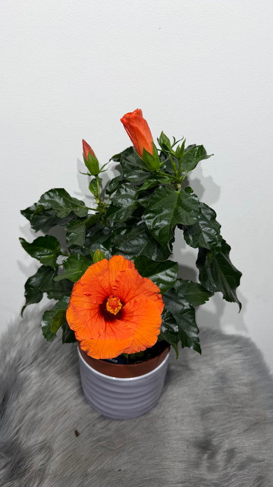 Hibiscus orange with Red inside