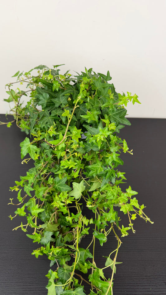 Ivy