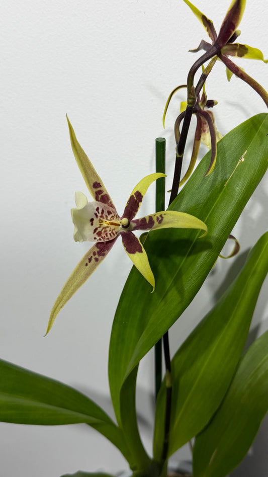 Cambria 15