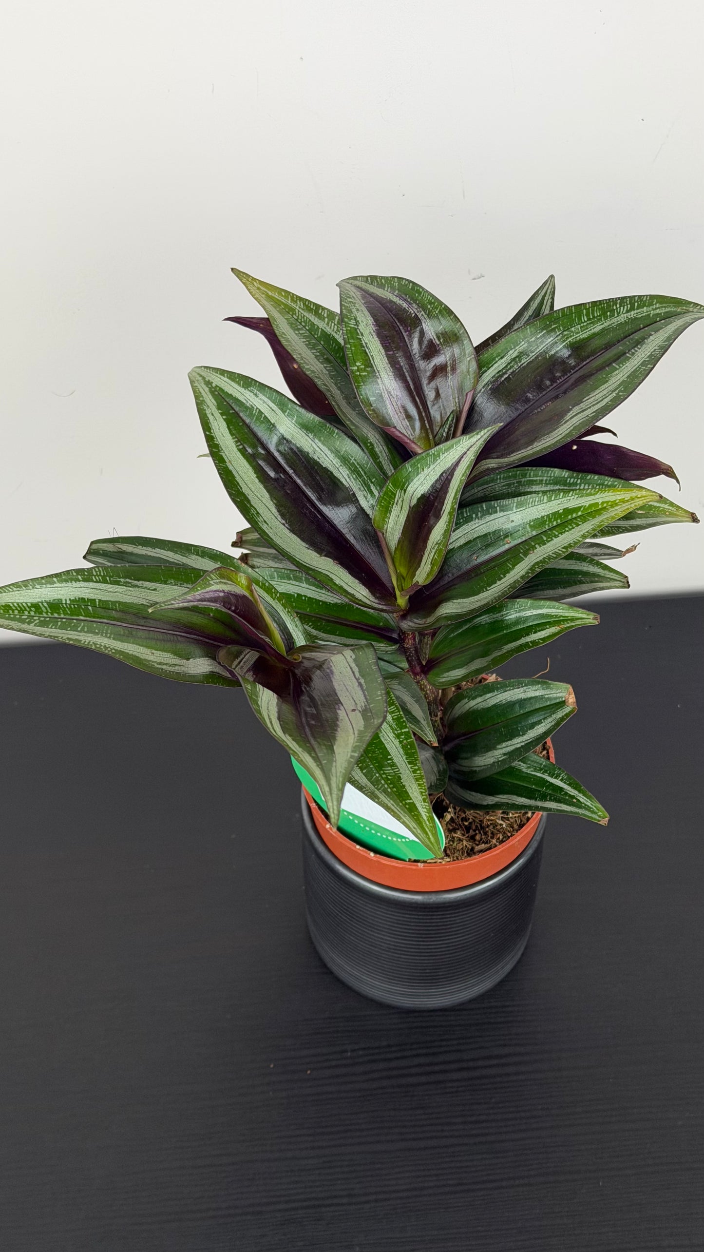 Dichorisandra Musaica