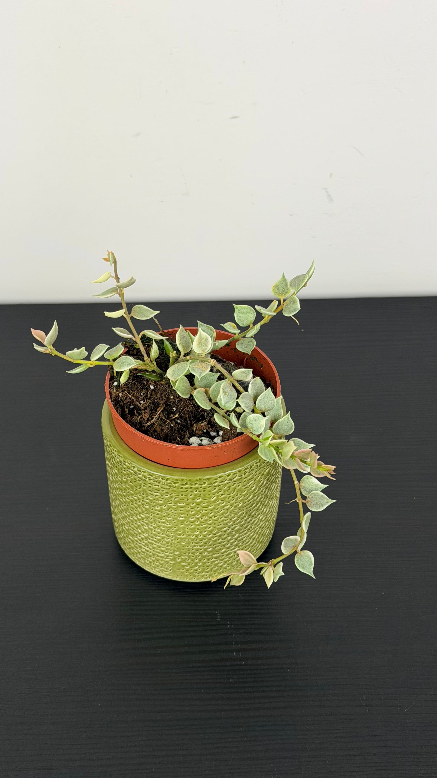 Dischidia ruscifolia Variegata