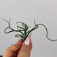 Tillandsia Air plant 3