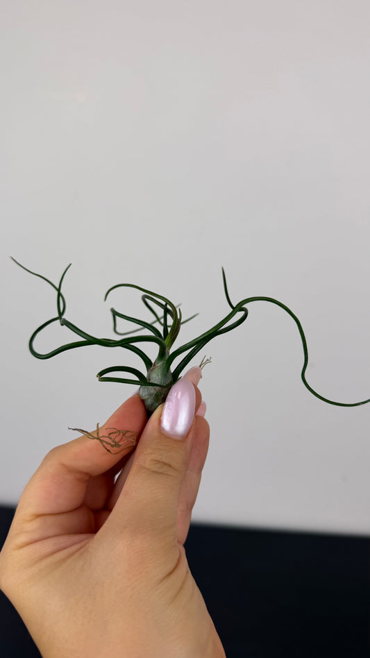 Tillandsia Air plant 3