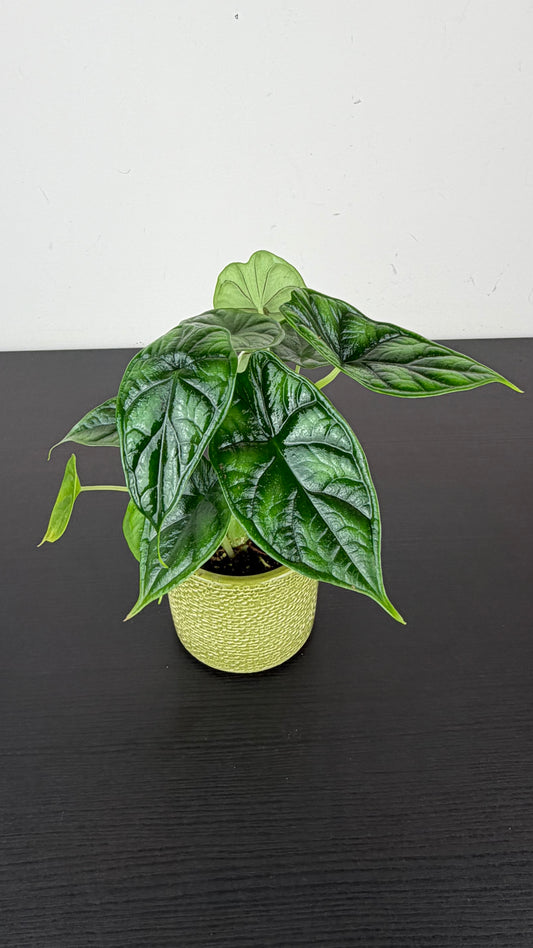Alocasia Dragon Scale