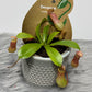 Nepenthes alata