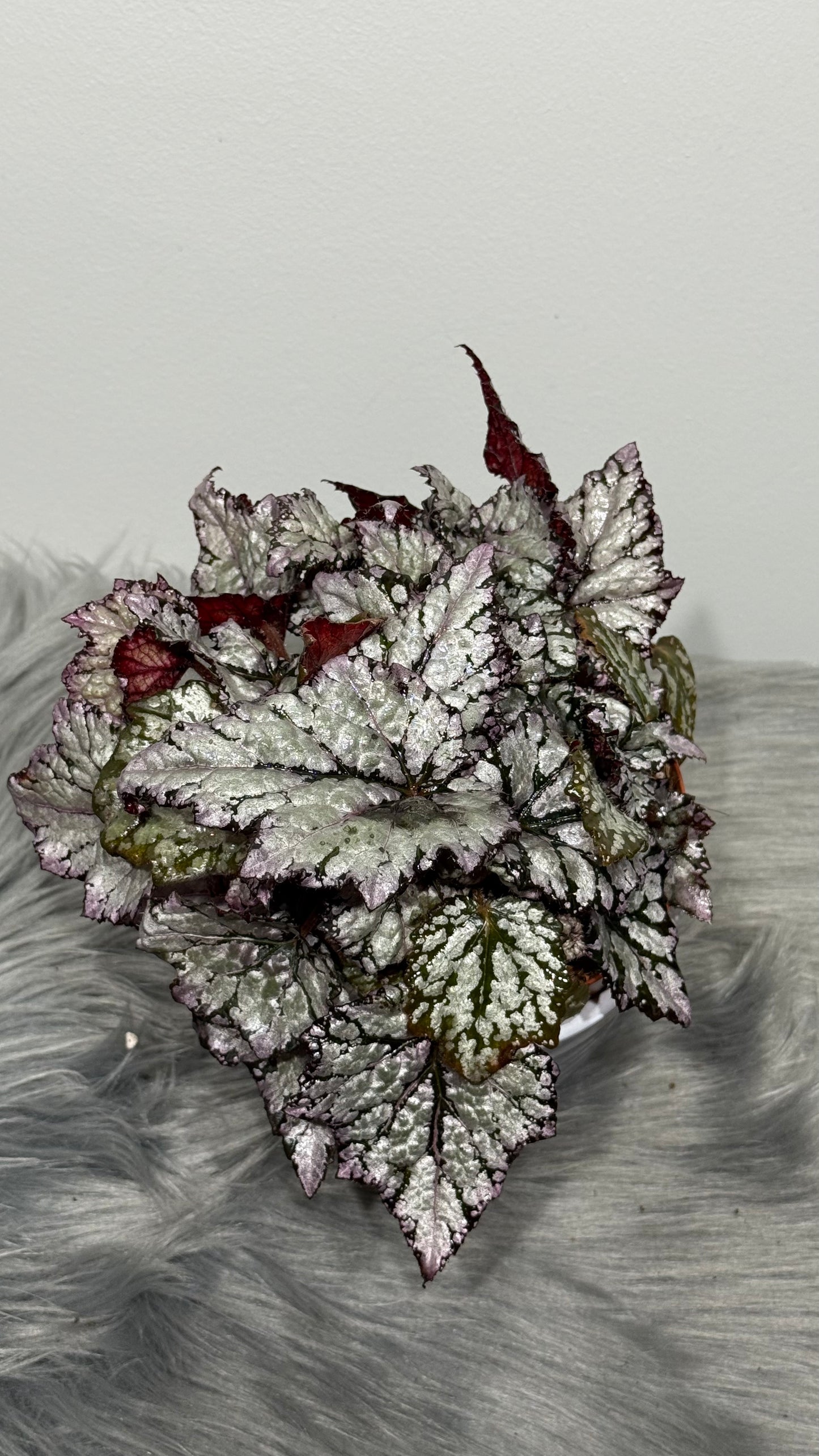 Begonia Rex 7