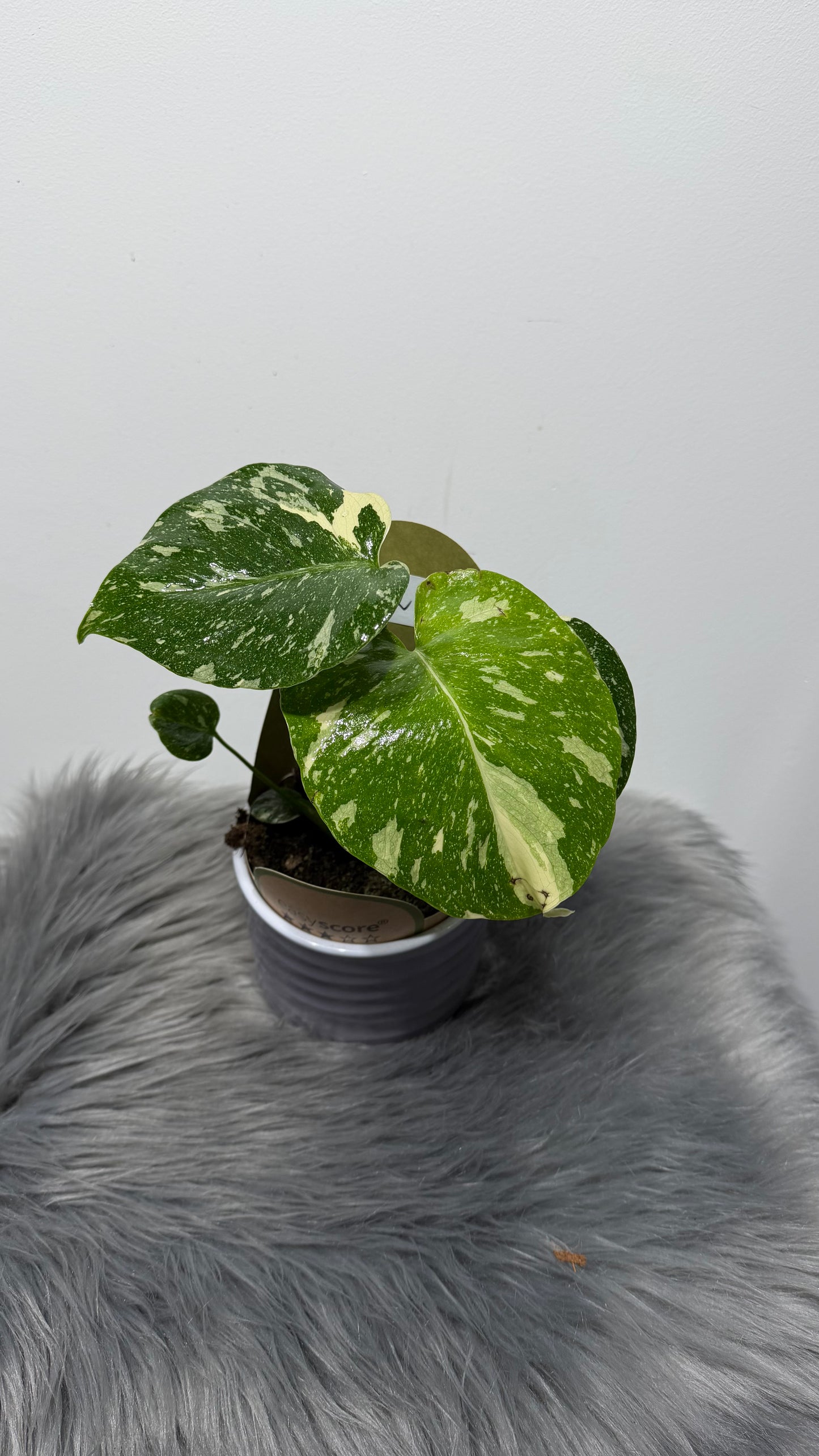 Monstera Thai Constellation