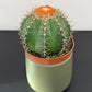 Melocactus Matanzanus