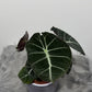 Alocasia 'Black Velvet'