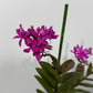 Epidendrum 1