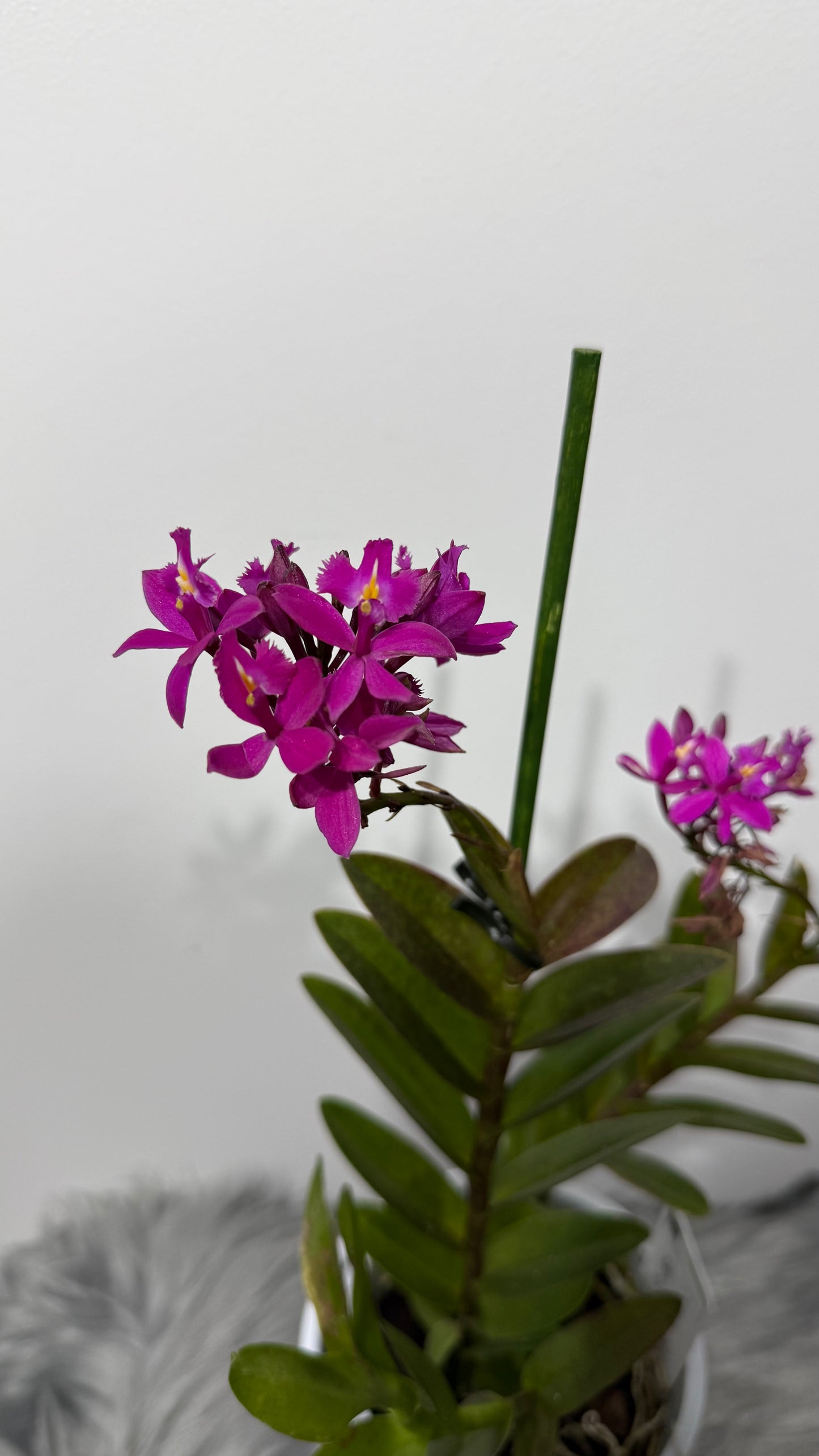 Epidendrum 1