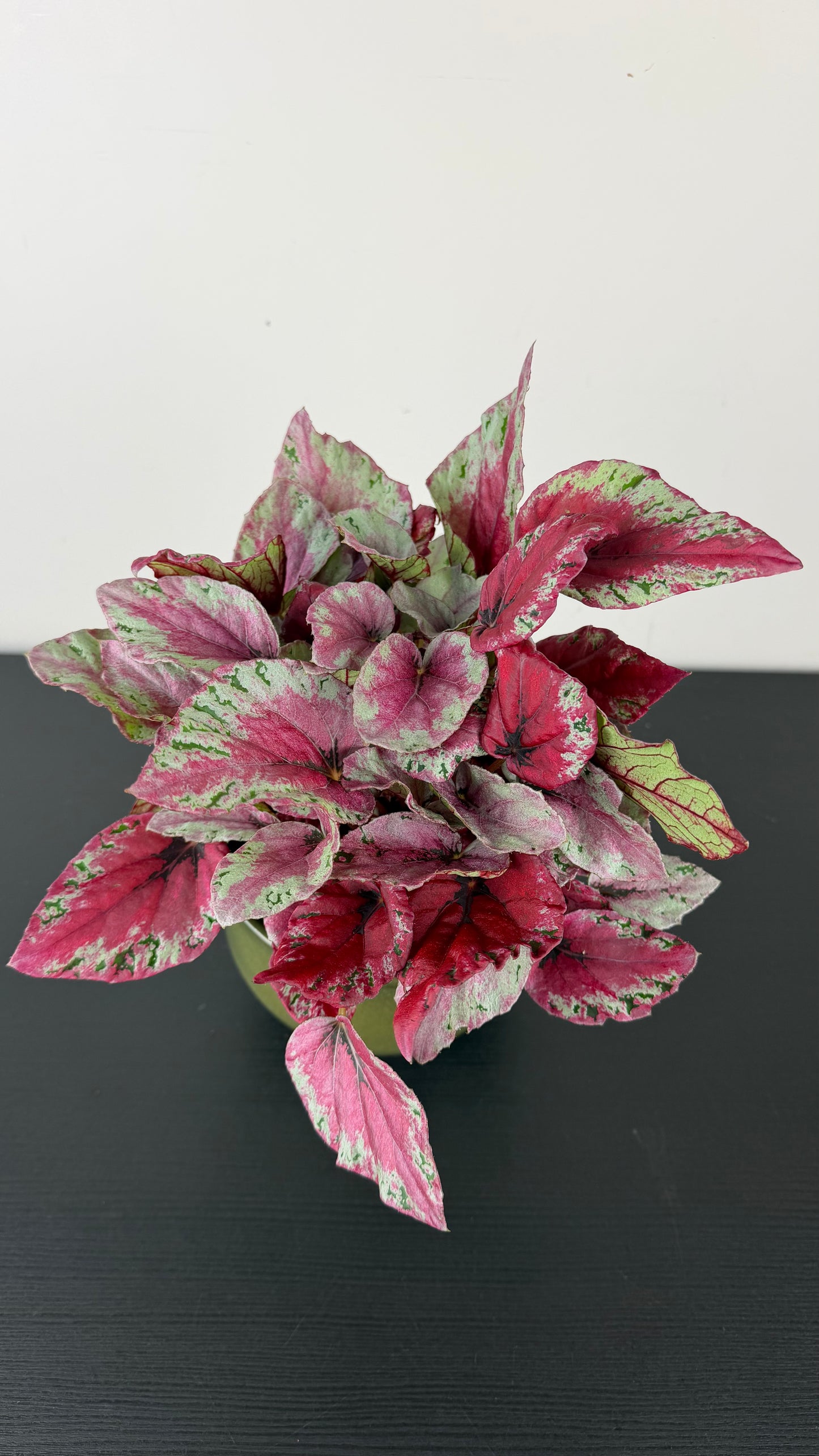 Begonia Beleaf 1