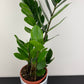 Zamioculcas zamiifolia
