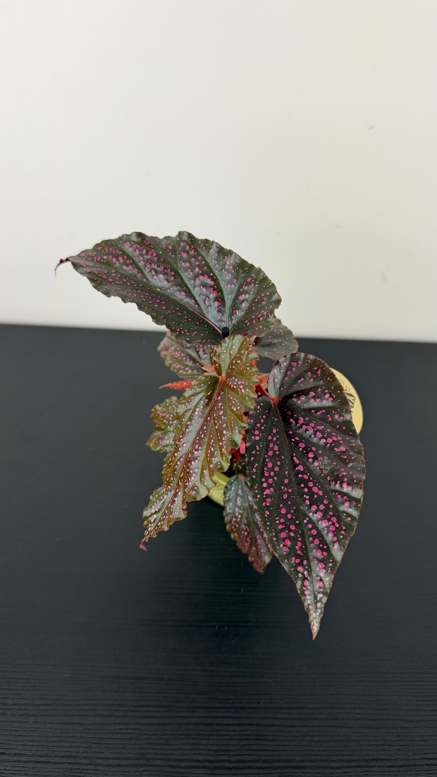 Begonia Angel Wings 1