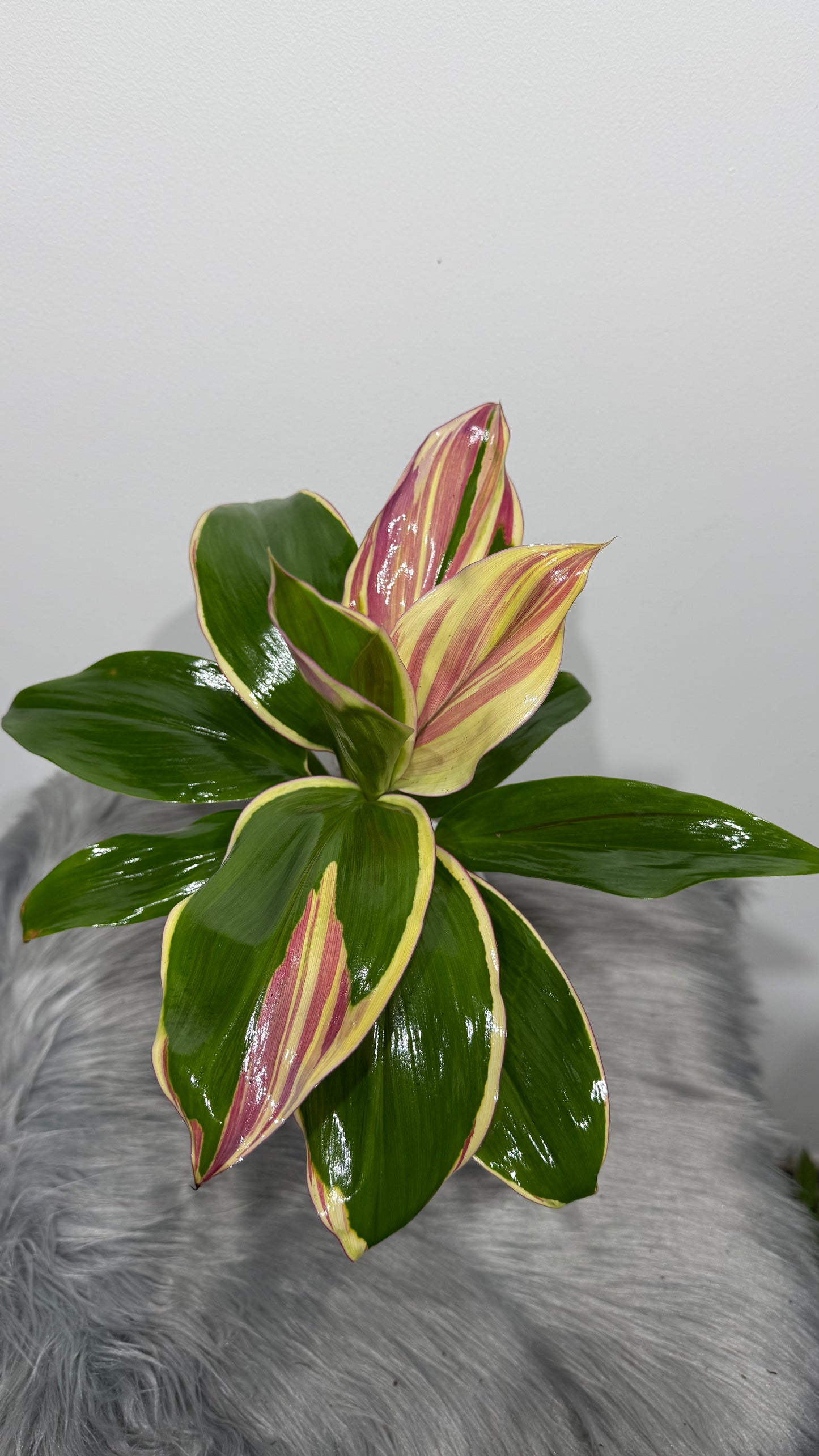 Cordyline Marshmallow Queen