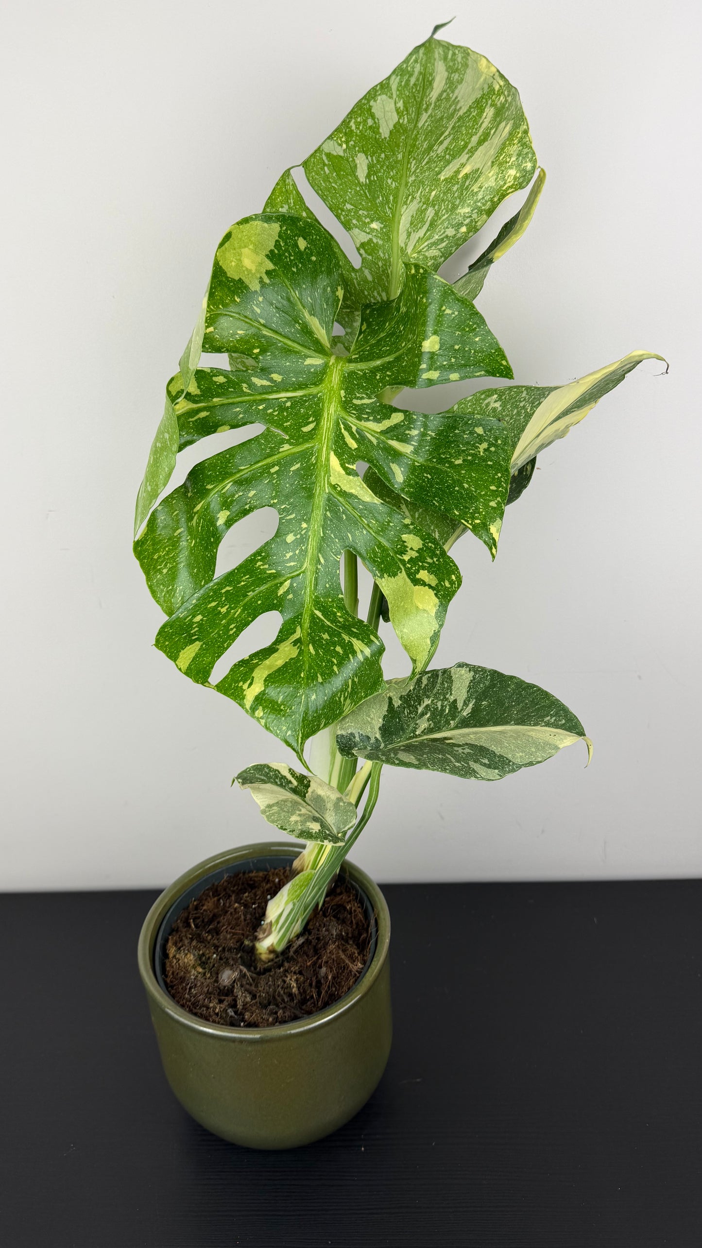 Monstera Thai Constellation