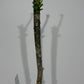 Plumeria Rubra Hawaiian 1