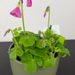 Oxalis Amarantha