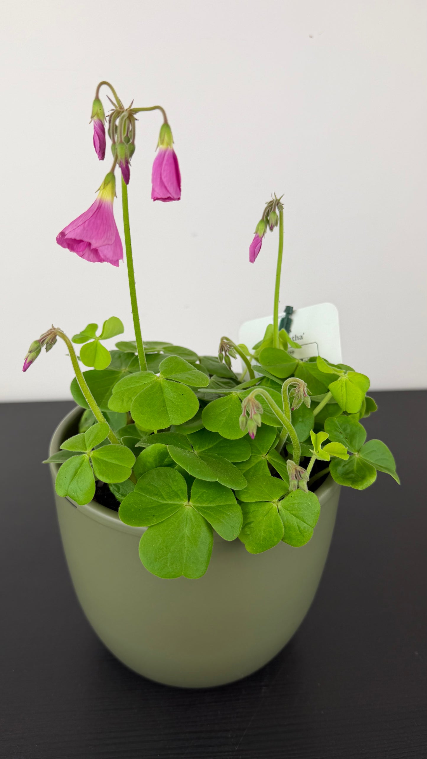Oxalis Amarantha