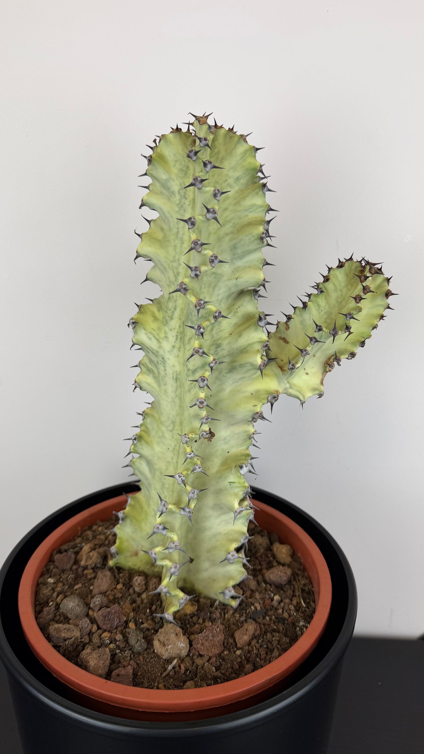 Euphorbia Ingens Erytrea Variegata