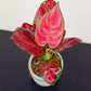 Aglaonema 9