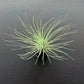 Tillandsia Air plant 2