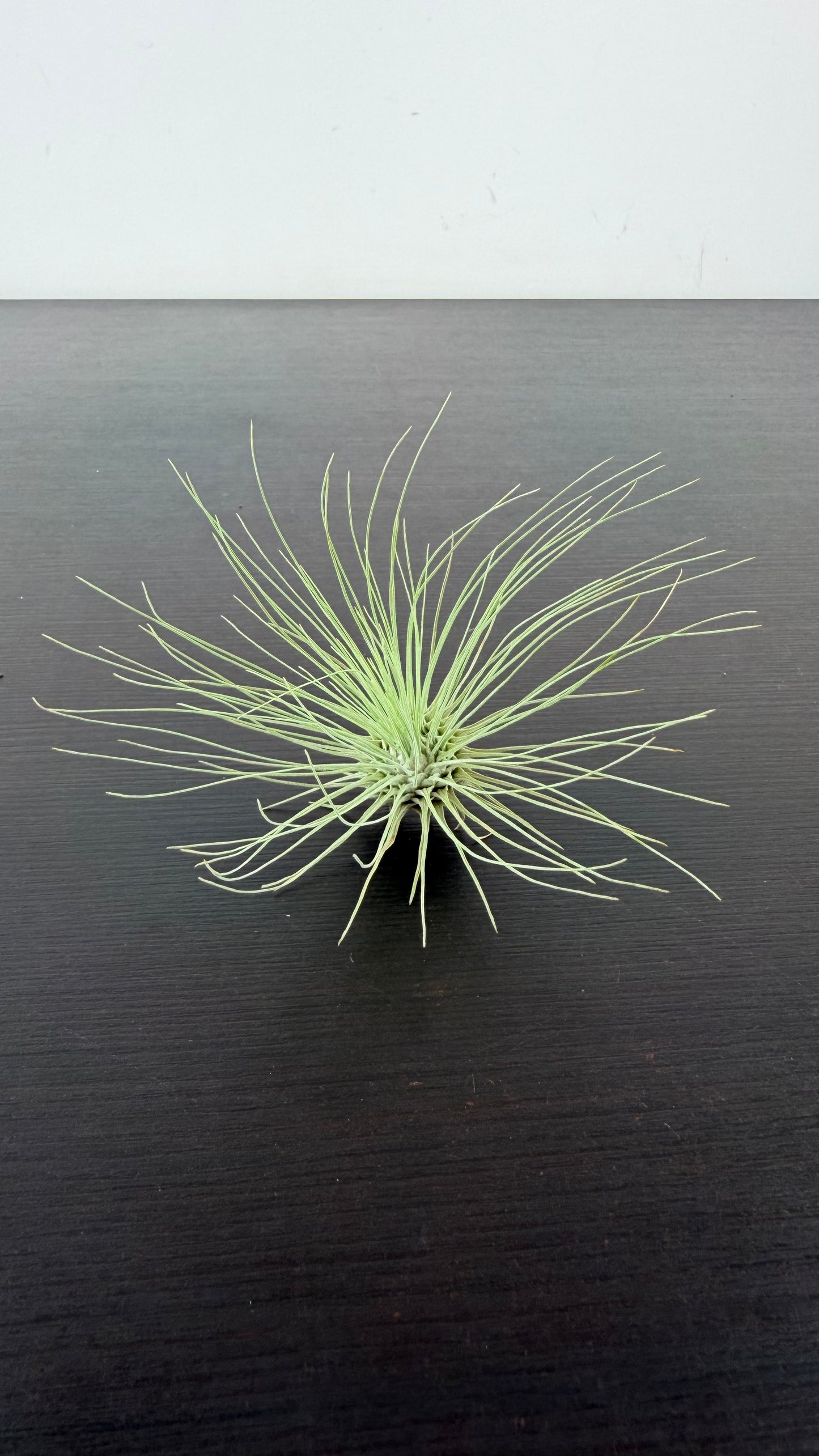 Tillandsia Air plant 2