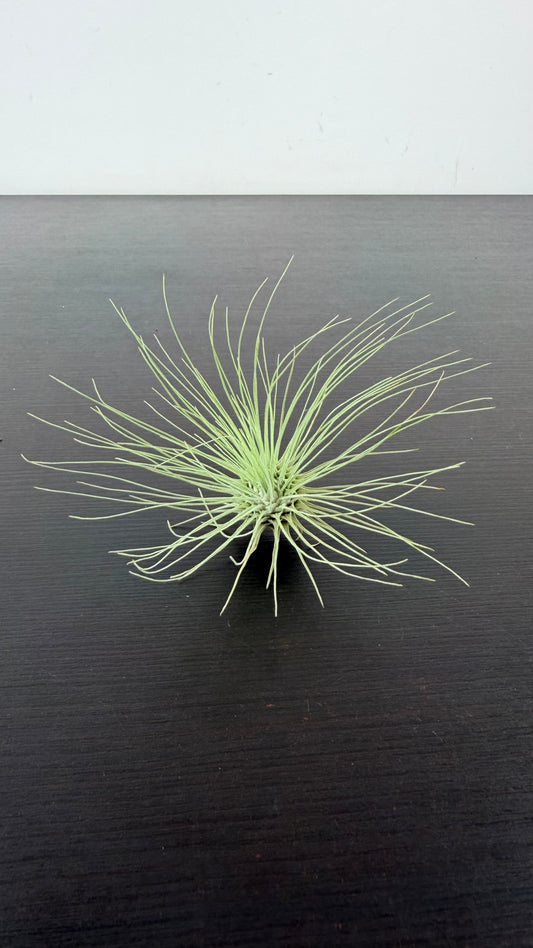 Tillandsia Air plant 2