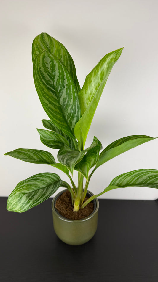 Aglaonema Stripes