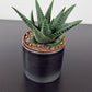Haworthia 2