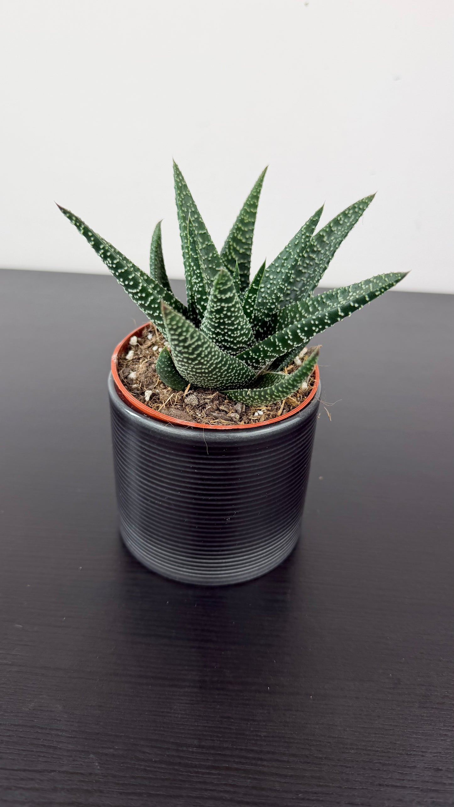 Haworthia 2