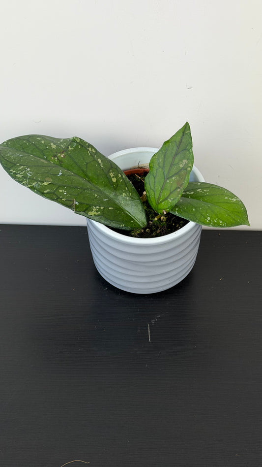 Hoya sp Aceh clone 8