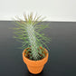 Tillandsia Air plant 4