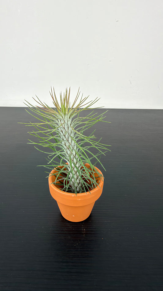 Tillandsia Air plant 4