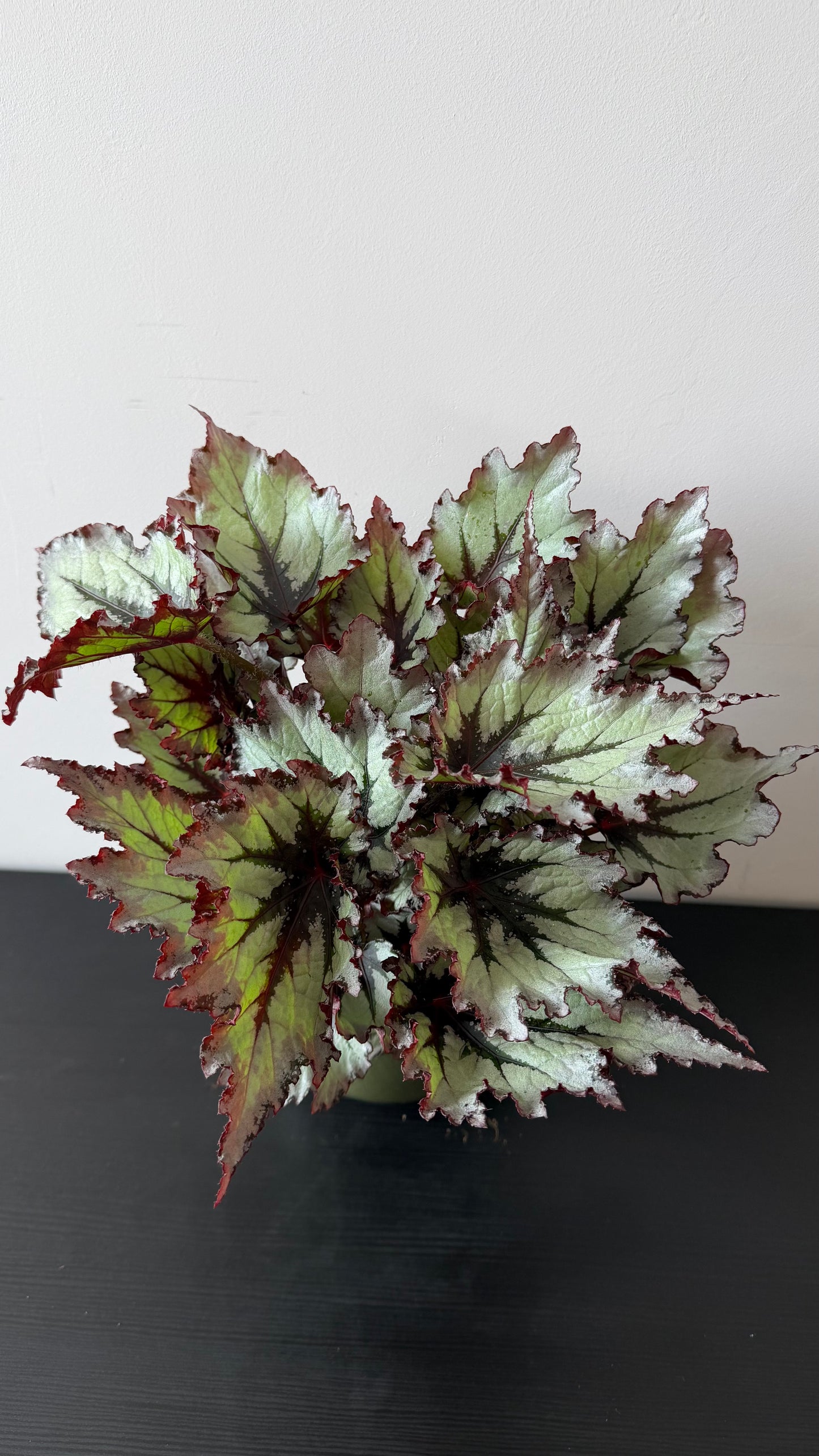 Begonia 11