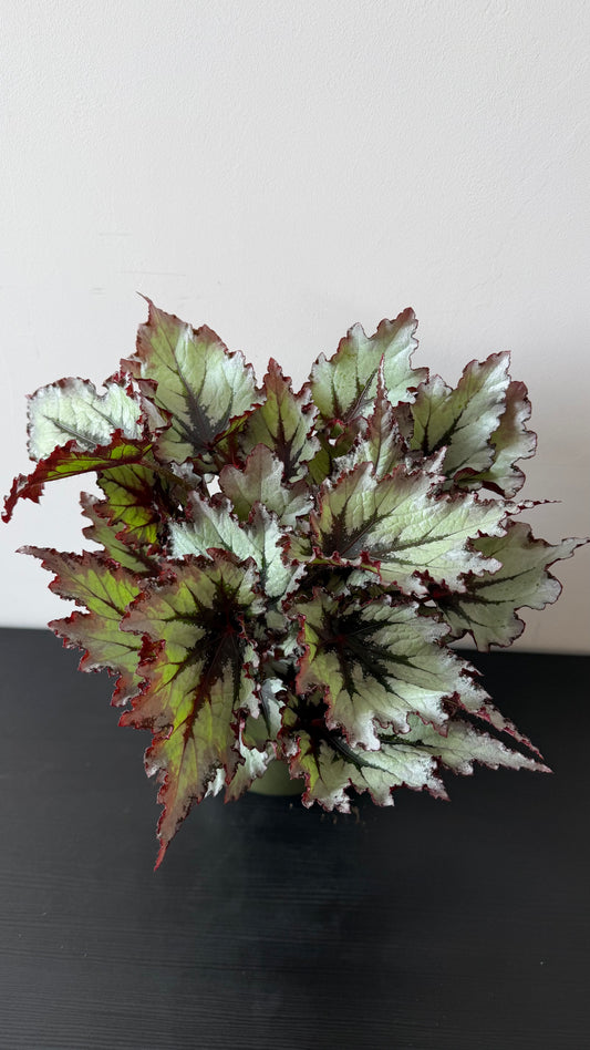 Begonia 11