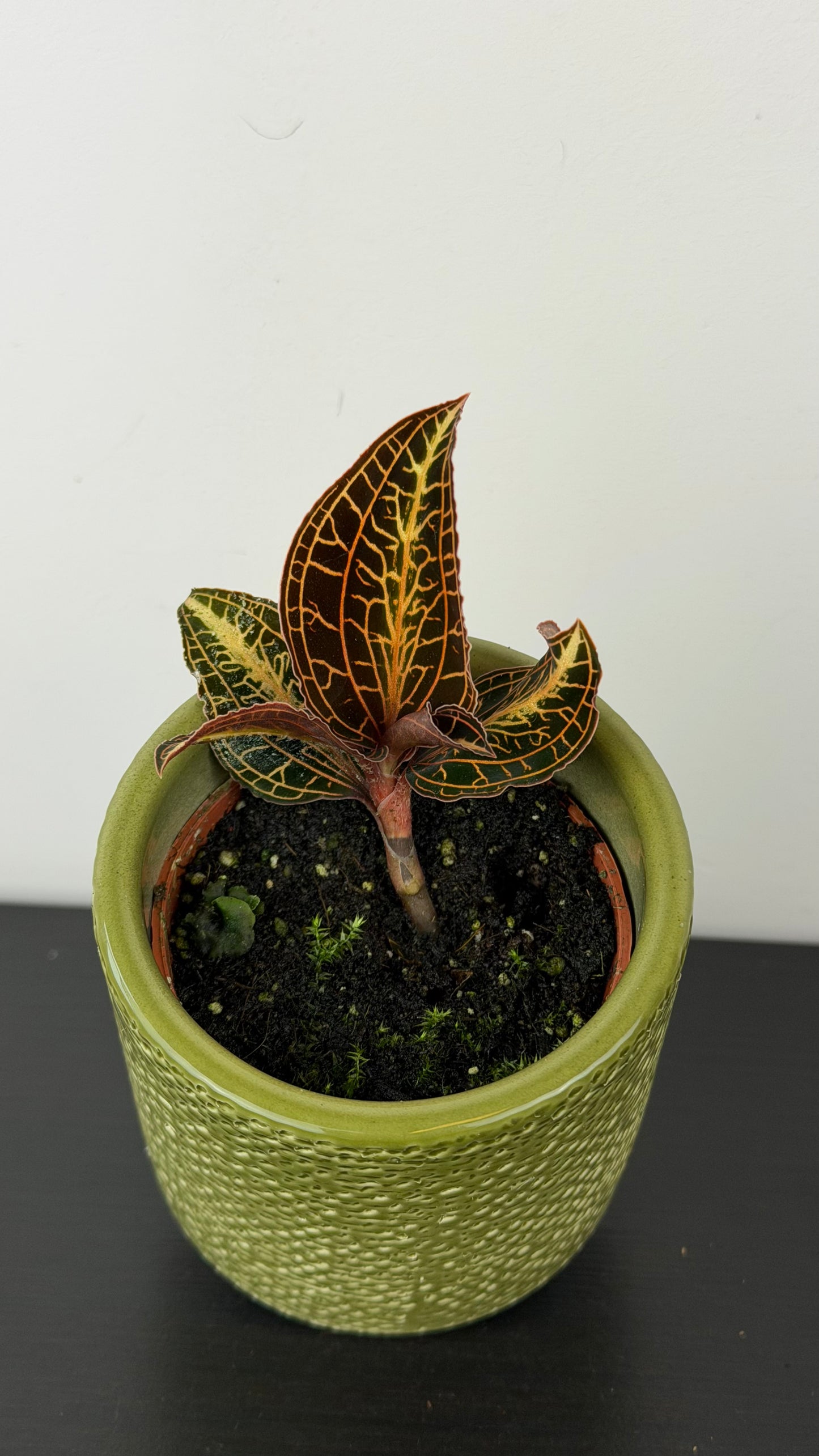 Jawel Orchid Anoectochilus chapaensis
