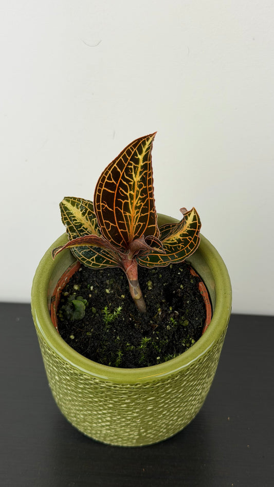 Jawel Orchid Anoectochilus chapaensis