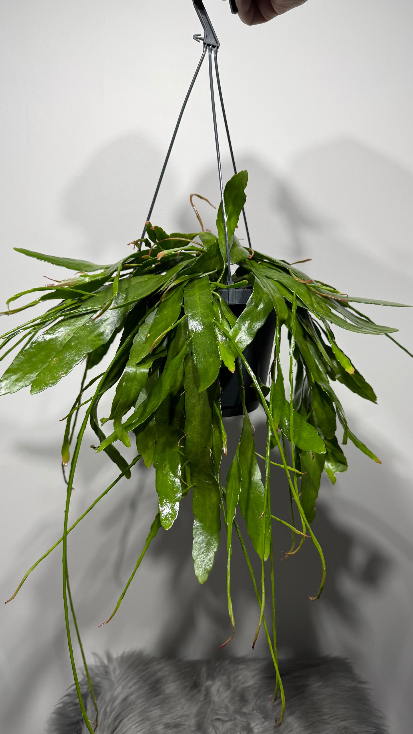 Pseudorhipsalis Ramulosa