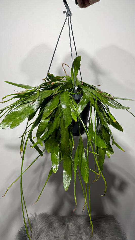 Pseudorhipsalis Ramulosa