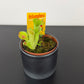 Heliamphora