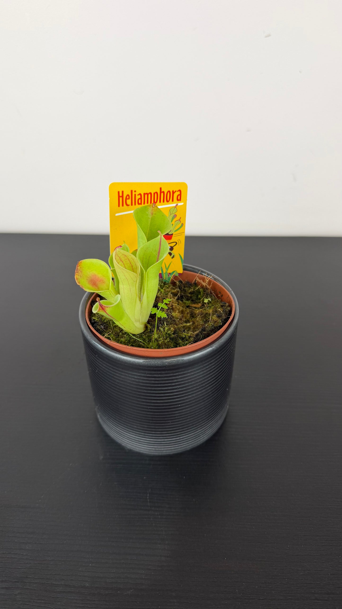 Heliamphora